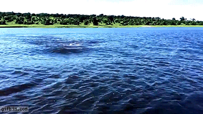 Hippo Chasing Boat | Best Funny Gifs Updated Daily
