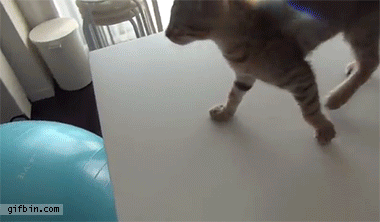 Cat exercise ball outlet
