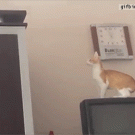 Kitten failed jump off the TV