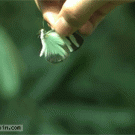 Dropping a butterfly in slow-motion