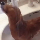 Dog taking a shower