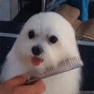 Puppy grooming