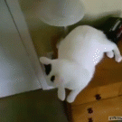 Turning on lamp through cat