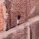 Bee pulls nail out of wall
