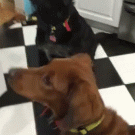 Black lab doesn't like baby carrots