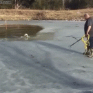 Dog rescues self from frozen pond by pulling on rope