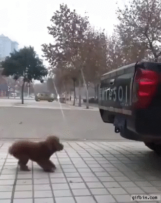 Dog jumps in back of pick-up truck