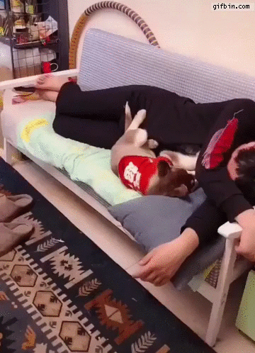 Dog removes sleeping puppy from couch