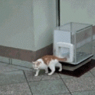 Cat elevator