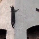 Ninja cat climbing on a building