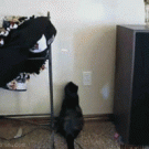 Cat vs. laser on the wall