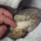 Cute baby squirrel loves being rubbed
