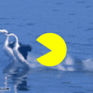 Pac-Man chasing swans
