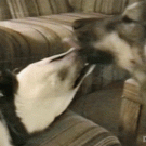 Dog catches other dogs tongue