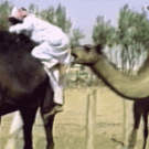 Camel bites man's ass