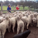 Sheepdog walks on sheep