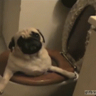 Pug in the toilet