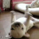 Puppy rocking on its back