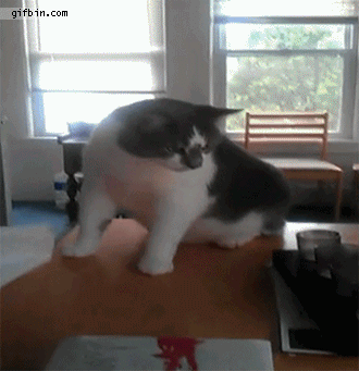 Funniest Scared Cat In The World  Best Funny Cat Compilation!!!! on Make a  GIF