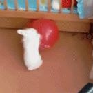 Balloon popping scares rabbit