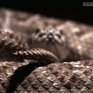 Slow-motion rattle snake