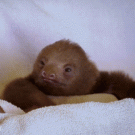 Skeptical sloth