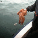 Octopus changes color to match boat