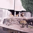 Lions catch heron at zoo