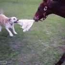 Horse and dog play tag with blanket