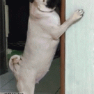 Shy pug hides behind door
