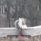 Squirrel gets catapulted