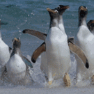 Penguins coming out of water