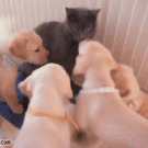 Puppies vs cat