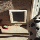 Dalmatian goes through small flap door