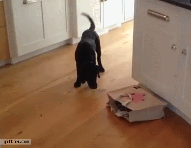 scary cat gif