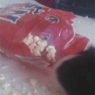 Guinea pig vs. bag of popcorn