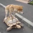 Shiba Inu riding a turtle