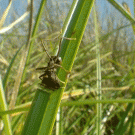 Grass sanps under ant