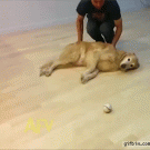 Lazy dog playing fetch