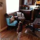 Dog catches flying helicopter
