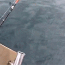 Shark steals fisherman's fish