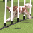 Dog runs into pole during agility event