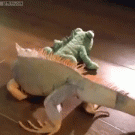 Iguana goes crazy over stuffed lizard