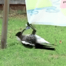 Magpie hanging upside-down confuses other magpie