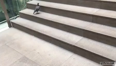 Pigeon climbs stairs