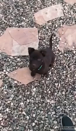 Puppy jumping for treat