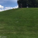 Dog running downhill