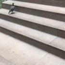 Pigeon climbs stairs