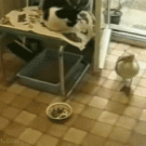 Seagull snatches cat's food