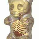 3D gummy bear anatomy